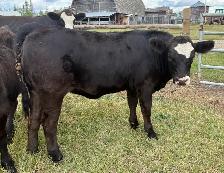 Simmental Replacement Heifers - Photo 2