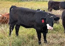 Simmental Replacement Heifers - Photo 3