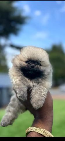Gorgeous Toy Pomeranian