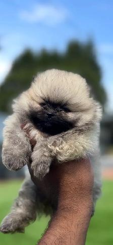 Gorgeous Toy Pomeranian - Photo 2