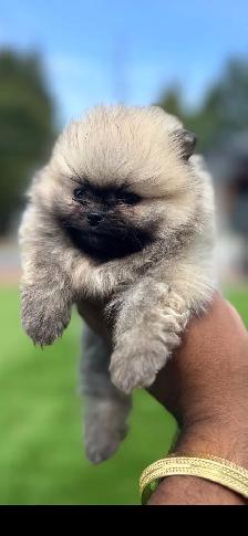 Gorgeous Toy Pomeranian - Photo 3