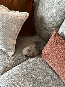 Gorgeous Toy Pomeranian - Photo 5