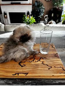 Gorgeous Toy Pomeranian - Photo 6
