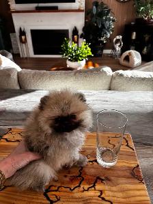 Gorgeous Toy Pomeranian - Photo 7