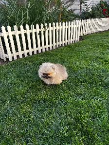 Gorgeous Toy Pomeranian - Photo 8