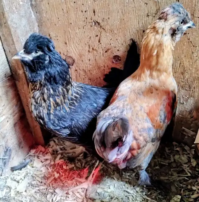 Petite poule Bandy