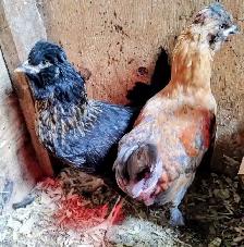 Petite poule Bandy