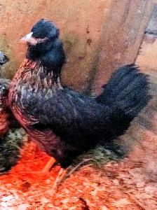 Petite poule Bandy - Photo 2