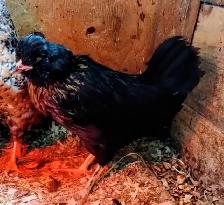 Petite poule Bandy - Photo 4