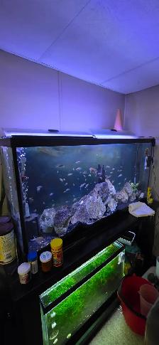 FS: Aquarium Set-up