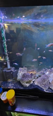 FS: Aquarium Set-up - Photo 2