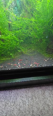 FS: Aquarium Set-up - Photo 3