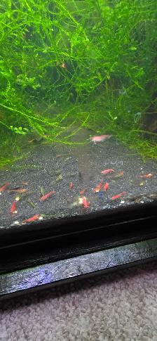 FS: Aquarium Set-up - Photo 4