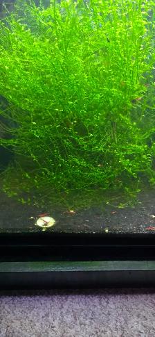 FS: Aquarium Set-up - Photo 5