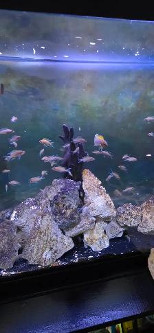 FS: Aquarium Set-up - Photo 6