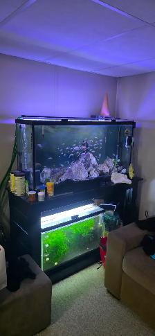 FS: Aquarium Set-up - Photo 7