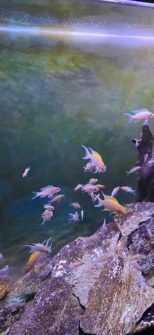 FS: Aquarium Set-up - Photo 8