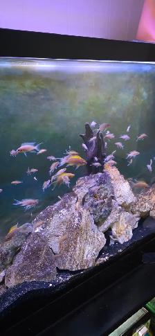 FS: Aquarium Set-up - Photo 9
