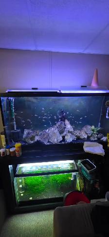 FS: Aquarium Set-up - Photo 10