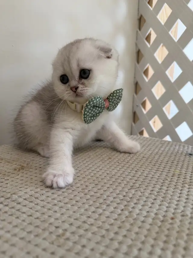 Scottish fold/straight kittens for sale