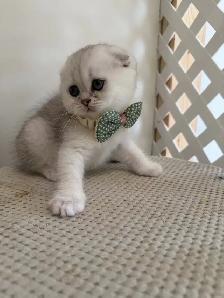 Scottish fold/straight kittens for sale