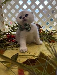 Scottish fold/straight kittens for sale - Photo 2