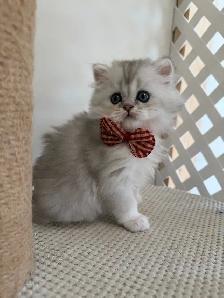 Scottish fold/straight kittens for sale - Photo 3