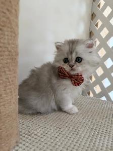 Scottish fold/straight kittens for sale - Photo 4