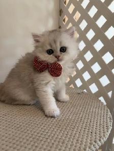 Scottish fold/straight kittens for sale - Photo 6