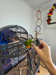 youyou du Sénégal  avec sa grande cage - Photo 5