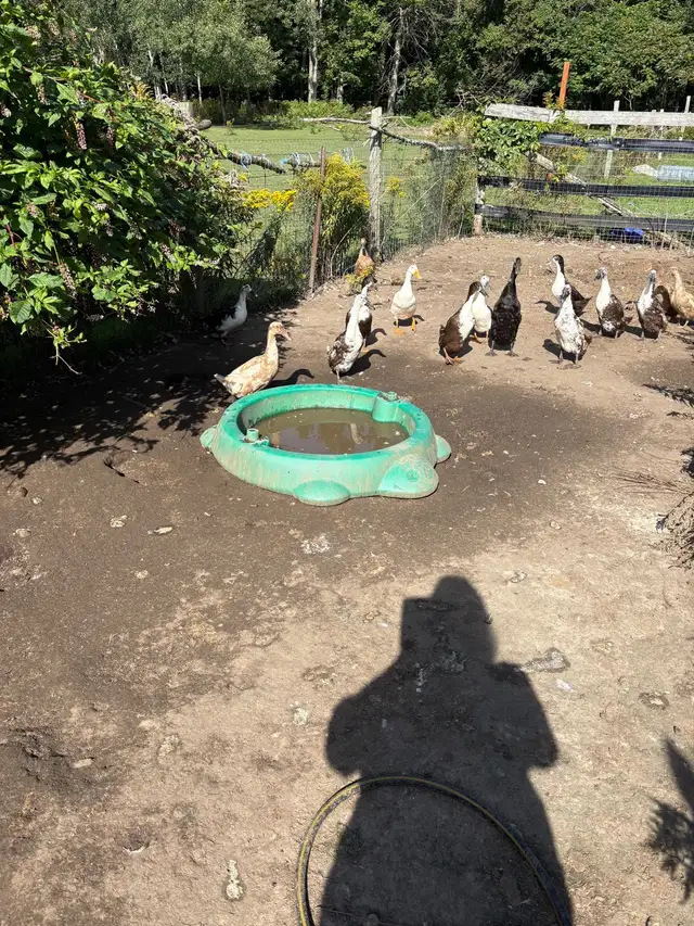 Ducks for sale