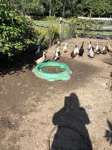 Ducks for sale