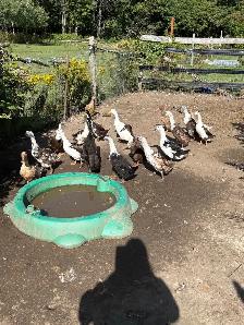 Ducks for sale - Photo 2