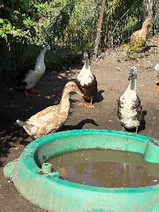 Ducks for sale - Photo 3