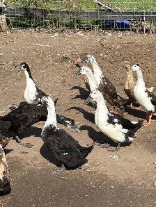 Ducks for sale - Photo 4