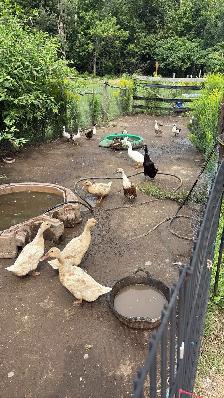 Ducks for sale - Photo 5