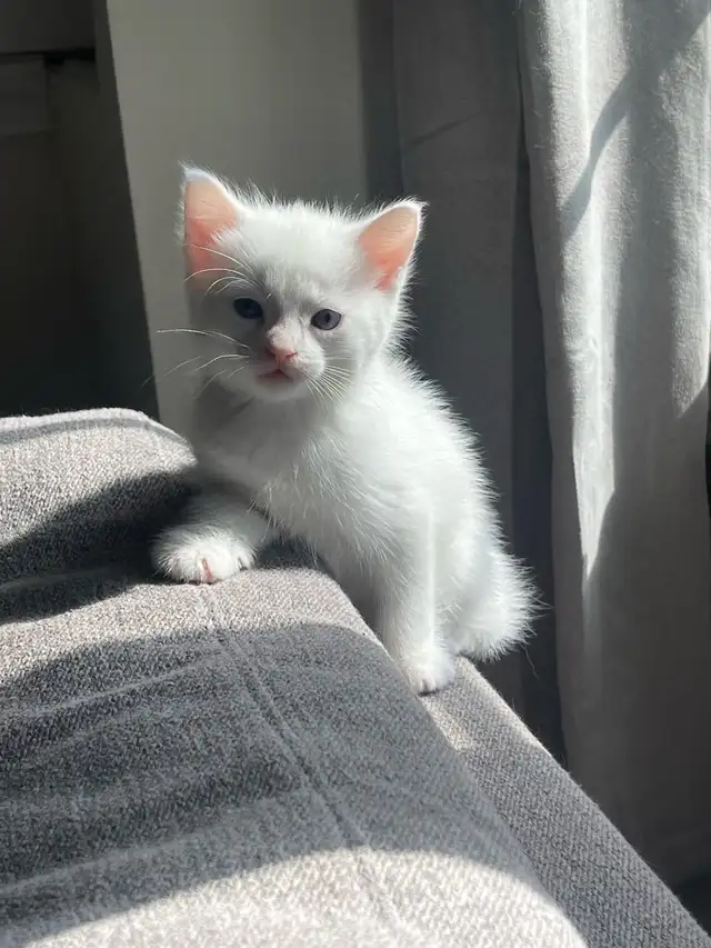 Turkish angora kitten for sale