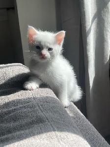 Turkish angora kitten for sale