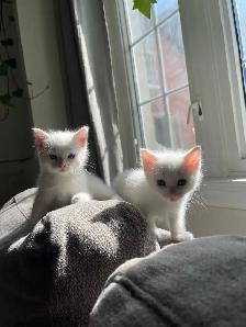 Turkish angora kitten for sale - Photo 3