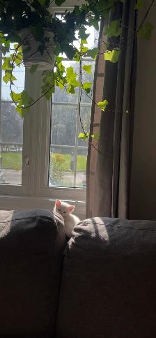 Turkish angora kitten for sale - Photo 4