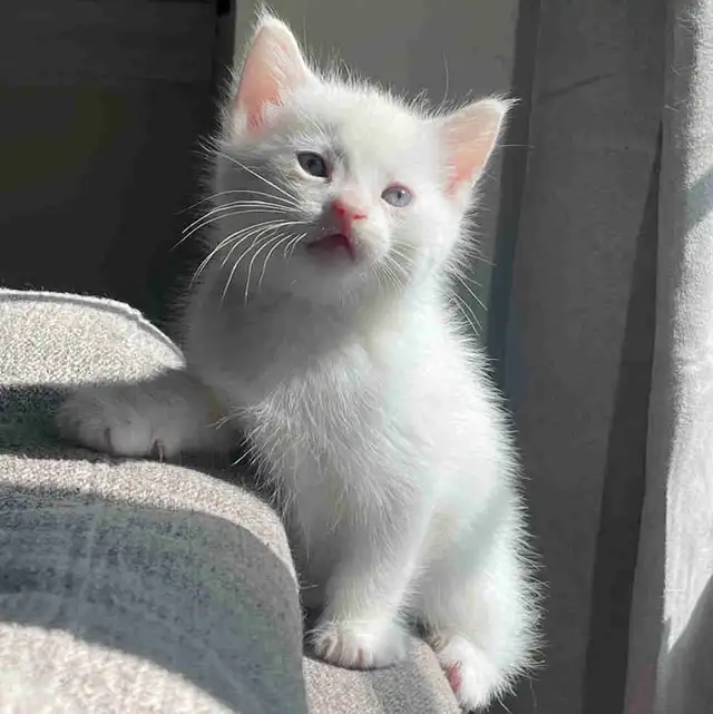 All white Turkish angora kitten for new home
