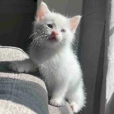 All white Turkish angora kitten for new home