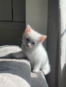 All white Turkish angora kitten for new home - Photo 2