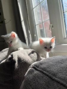All white Turkish angora kitten for new home - Photo 6