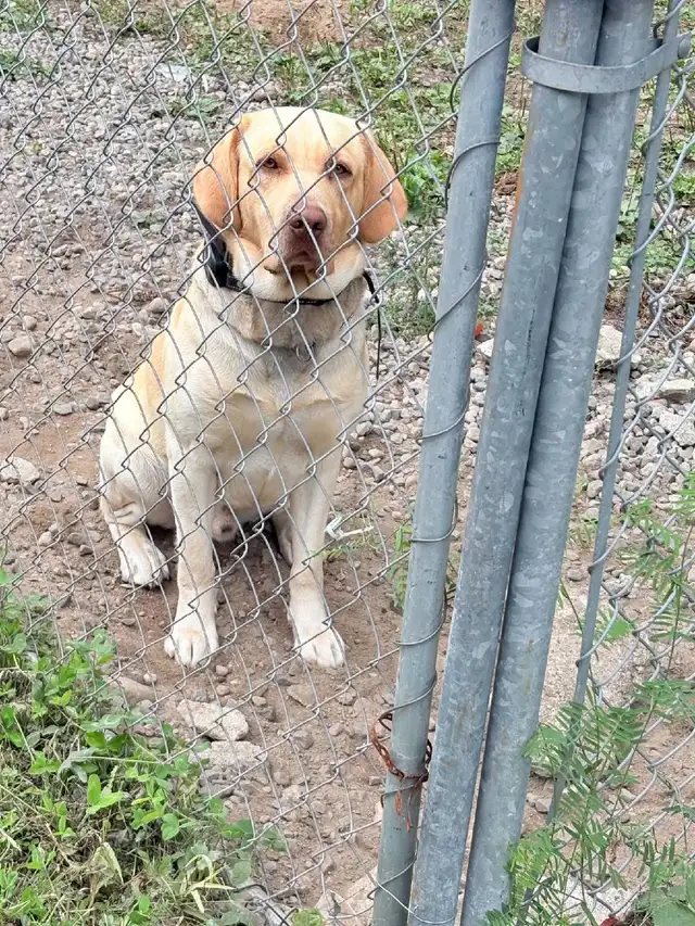 Chien labrador