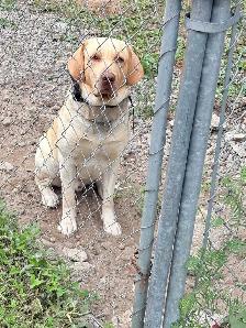 Chien labrador