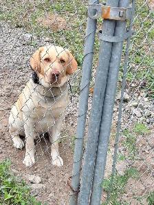Chien labrador - Photo 2
