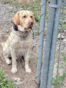 Chien labrador - Photo 3