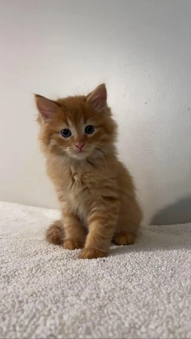 Beautiful males kittens long hair ready to go
