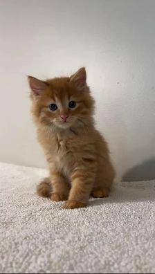 Beautiful males kittens long hair ready to go